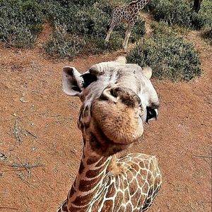 Meet your Posher, Waynette